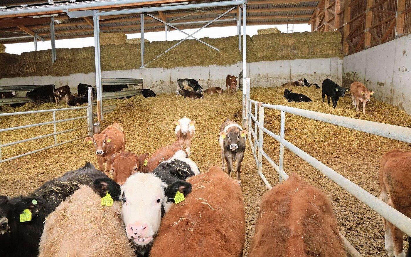 Die Fresser und Muni werden in Buchten gehalten. Eine dicke Strohauflage dient im hinteren Teil der Bucht als Liegefläche.