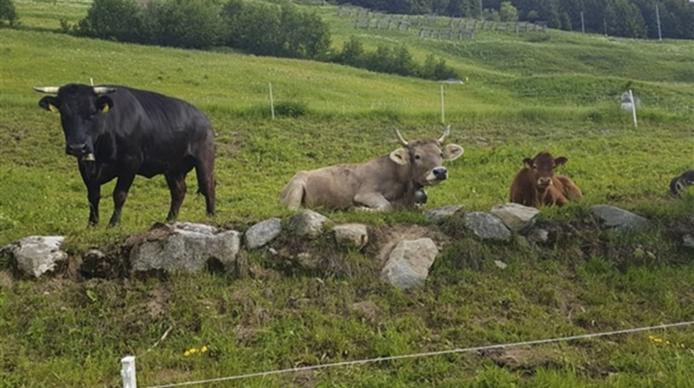Die Mutterkuhherde eines Älplers auf der Bannalp soll einen Hund zertrampelt haben. (Symbolbild ji/lid)