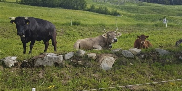 Die Mutterkuhherde eines Älplers auf der Bannalp soll einen Hund zertrampelt haben. (Symbolbild ji/lid)