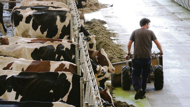 Die arbeitsintensive Milchviehhaltung sollte laufend analysiert werden, denn die Arbeit ist der wichtigste und teuerste Produktionsfaktor.(Bild rae)