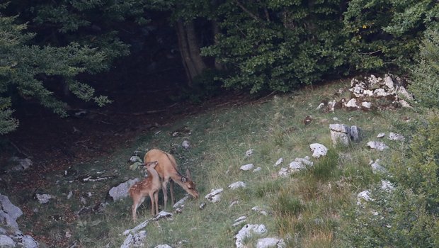 Heute lebten etwas über 20 individuelle erwachsene Tiere im Kanton Jura. Dass nun ein Jungtier gesichtet wurde, zeige, dass die Wiederansiedlung auf gutem Weg ist. (Bild Kanton Jura)