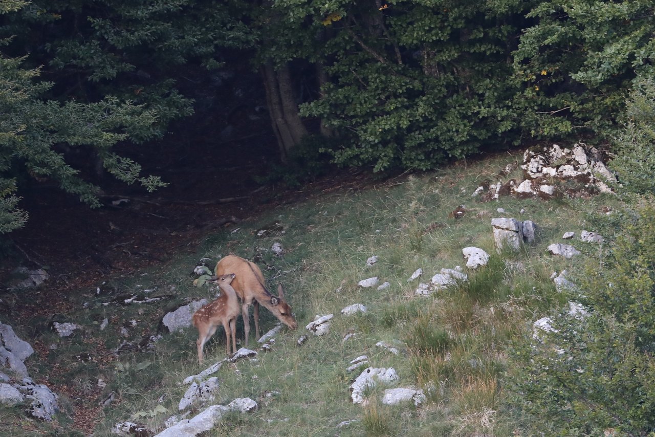 Heute lebten etwas über 20 individuelle erwachsene Tiere im Kanton Jura. Dass nun ein Jungtier gesichtet wurde, zeige, dass die Wiederansiedlung auf gutem Weg ist. (Bild Kanton Jura)