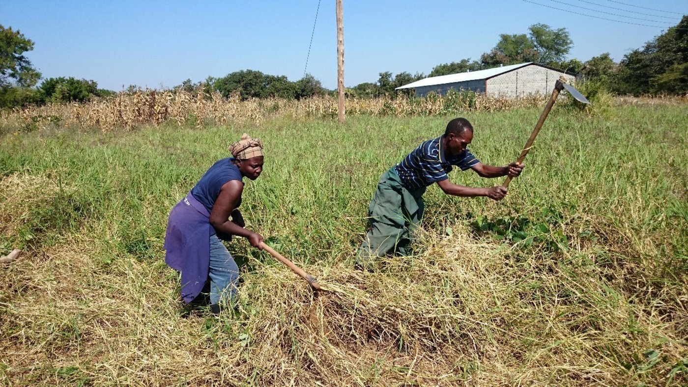 „Mähen“ mit der Hacke: Das Gras ist überständig und zum Teil schon verdorrt, und die Sicheln sind in einem schlechten Zustand, so dass sie zum Schneiden nicht taugen. Sensen sind keine vorhanden. Das KATC hat zwar ein Trommelmähwerk, nicht aber die KleinbäuerInnen auf ihren Höfen. Darum ist im Workshop Handwerk angesagt.