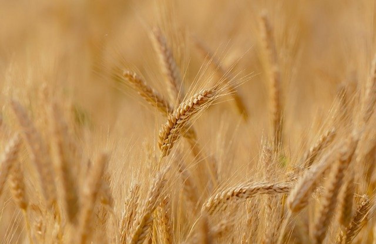 Die USA rechnen mit schlechter Ernte im kommenden Jahr. Deshalb steigt der Preis unter anderem für Weizen und Soja. (Bild Pixabay) 