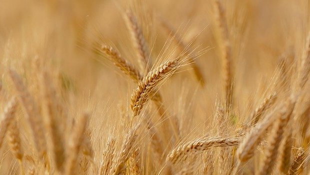 Die USA rechnen mit schlechter Ernte im kommenden Jahr. Deshalb steigt der Preis unter anderem für Weizen und Soja. (Bild Pixabay) 