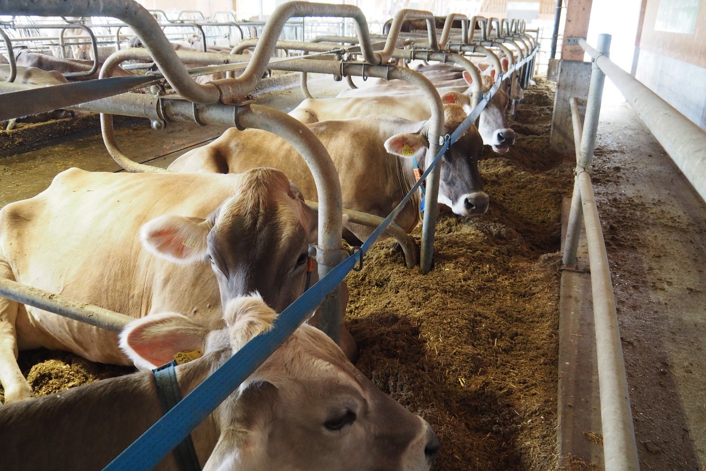 Die Leistungsherde beim Wiederkäuen im neuen Laufstall in Landquart. (Bilder Christian Weber)ertldwiaru