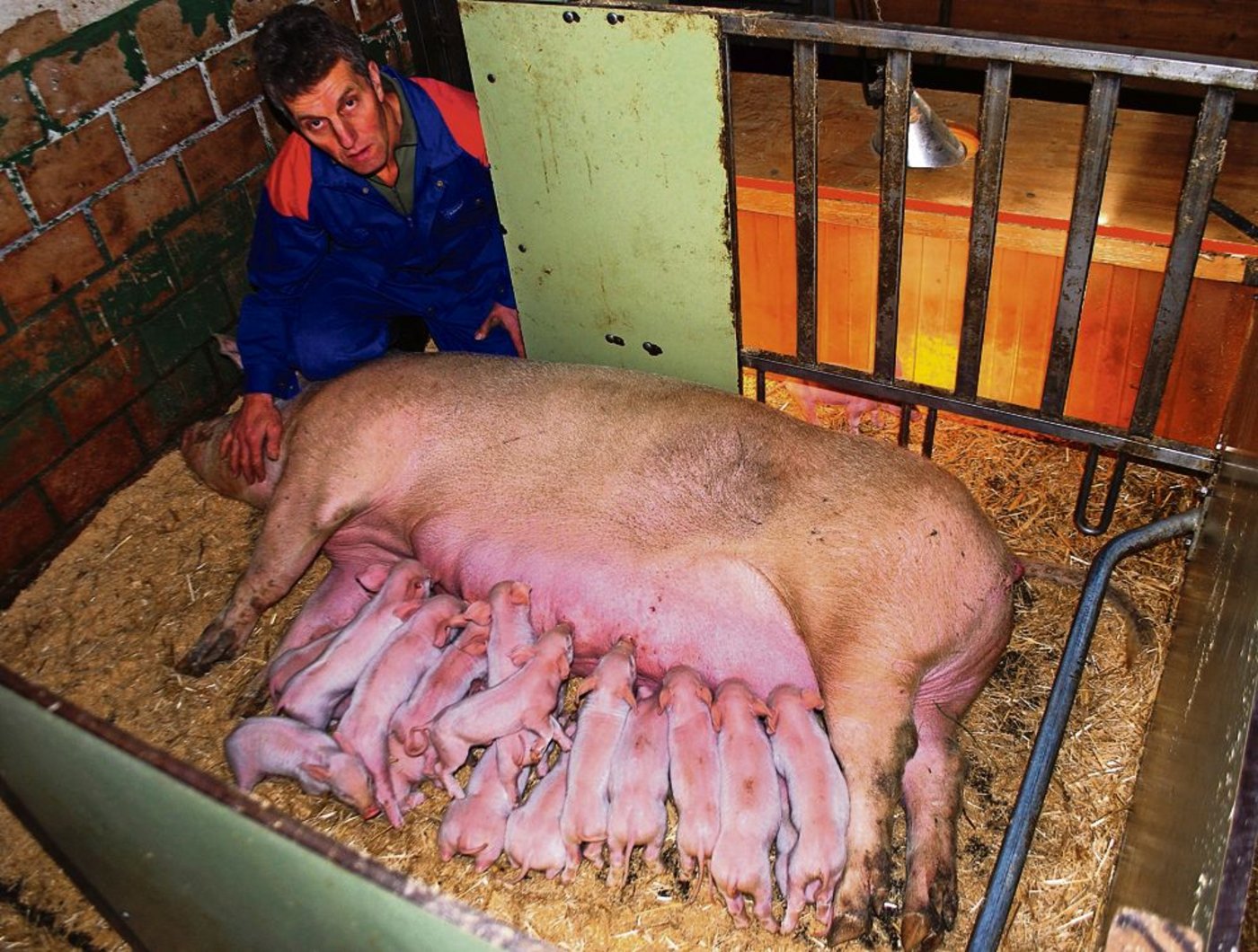 Ferkelproduzent Alois Häfliger bei einem gelungenen Wurf. (Bild Josef Kottmann)