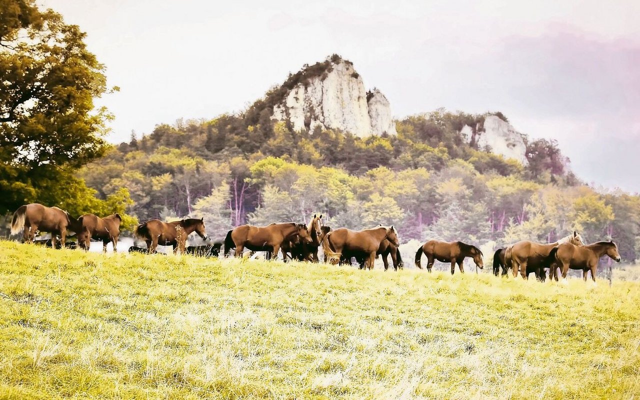 Eine Urfreiberger-Herde im Kanton Solothurn weidete auf einer Goldhaferwiese. Die wertvolle Zuchtstute Urmela hat das nicht überlebt. 