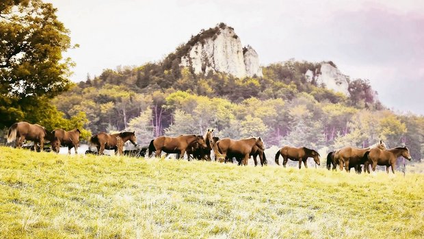 Eine Urfreiberger-He Eine Urfreiberger-Herde im Kanton Solothurn weidete auf einer Goldhaferwiese. Die wertvolle Zuchtstute Urmela hat das nicht überlebt.