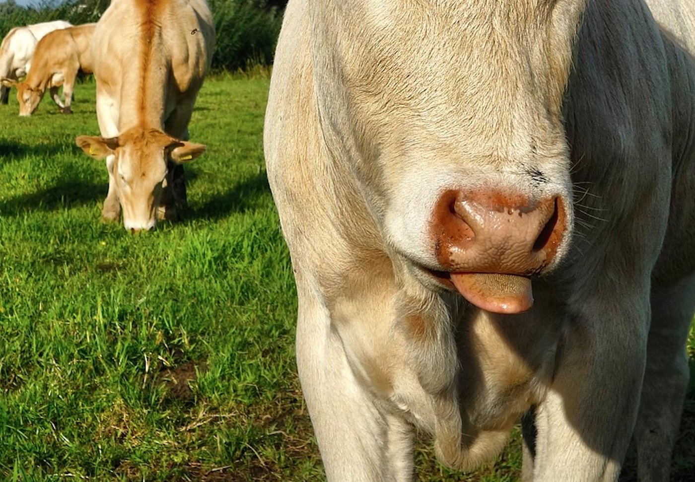 Im Bild ein gesundes Maul. Die Blauzungenkrankheit wird am Speichel, Tränen- und Nasenausfluss erkannt. (Symbold Pixabay)
