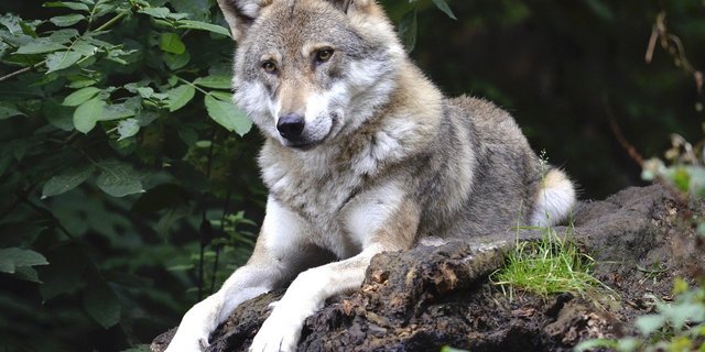 Fünf Schafe fielen am Freitag im Kanton Bern dem Wolf zum Opfer. (Bild Pixabay)