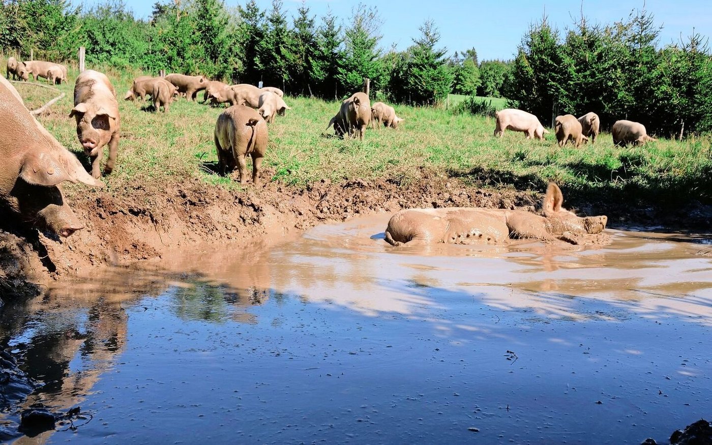 Auslauf auf die temporäre Weide für die trächtigen Sauen während der Vegetation.