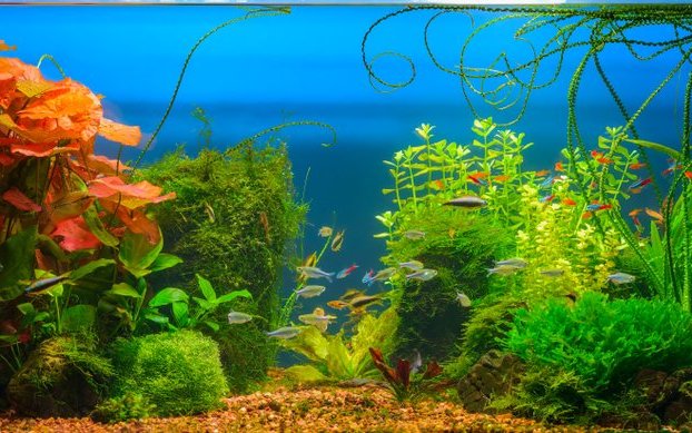 Wird ein Aquarium neu eingerichtet, sollte nicht mit Wasserpflanzen gespart werden. 