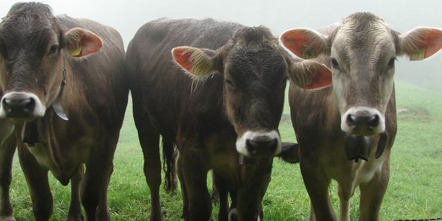 Verregnete Kühe und ein teilweise (zu) kurzer Alpsommer. Jetzt hat das BLW entscheiden, ob es den Älplern aufgrund des miesen Wetters bei den Sömmerungsbeiträgen entgegenkommt. (Bild: Fotolia)