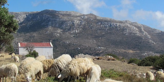 Schafherde in Griechenland. (Bild Pixabay)