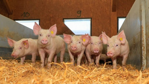 «Die Schweizer Schweinehaltung setzt sich weiter für Ressourcenschutz und Tierhaltung ein», sagt Raphael Helfenstein. (Bild Peter Röthlisberger)