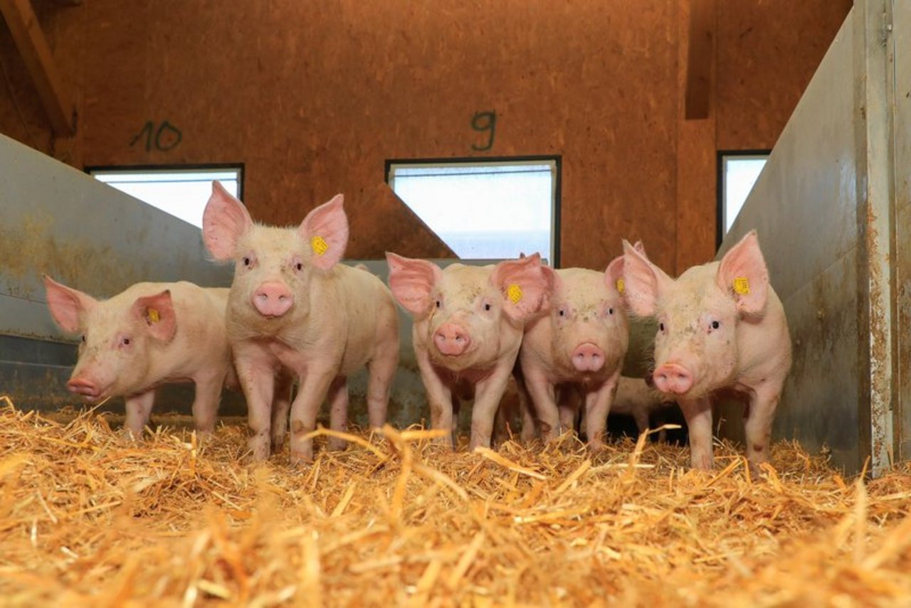 «Die Schweizer Schweinehaltung setzt sich weiter für Ressourcenschutz und Tierhaltung ein», sagt Raphael Helfenstein. (Bild Peter Röthlisberger)