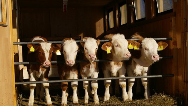 Die Initiative zum Kälbergesundheitsdienst haben die beiden Produzentenorganisationen Schweizer Kälbermäster-Verband und Swiss Beef CH ergriffen. (Bild Peter Allenbach/landwirtschaft.ch)