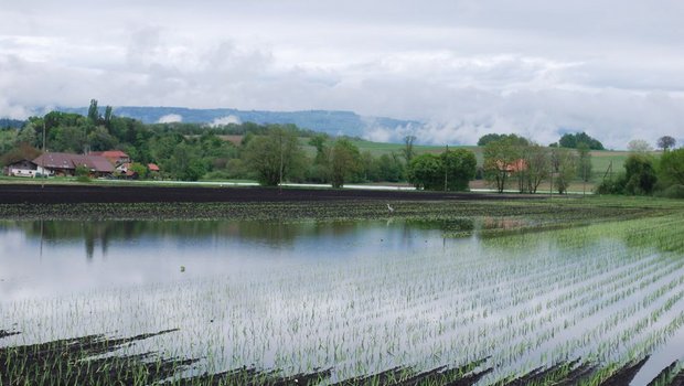 Schon Anfang Mai (unser Bild) setzten starke Regenfälle viele Felder unter Wasser. Jetzt kam es wieder zu Schäden an landwirtschaftlichen Kulturen. (Bild jw)