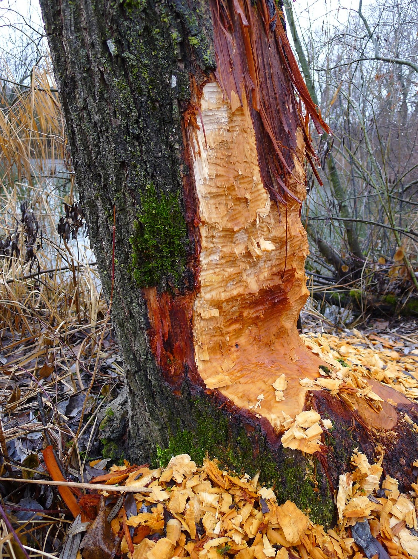 Im Kanton St. Gallen leben schätzungsweise 120 Biber. Bilder zVg