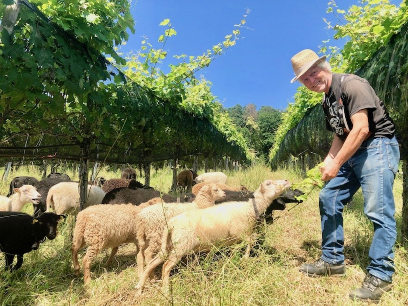 Im Rebberg bei seinen Pilzwiderstandsfähigen Rebsorten ist Fredi Strasser im Element. Die leichten Ouessantschafe beweiden den Unterwuchs und liefern schmackhaftes Fleisch. (Bild Esther Thalmann)