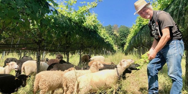 Im Rebberg bei seinen Pilzwiderstandsfähigen Rebsorten ist Fredi Strasser im Element. Die leichten Ouessantschafe beweiden den Unterwuchs und liefern schmackhaftes Fleisch. (Bild Esther Thalmann)