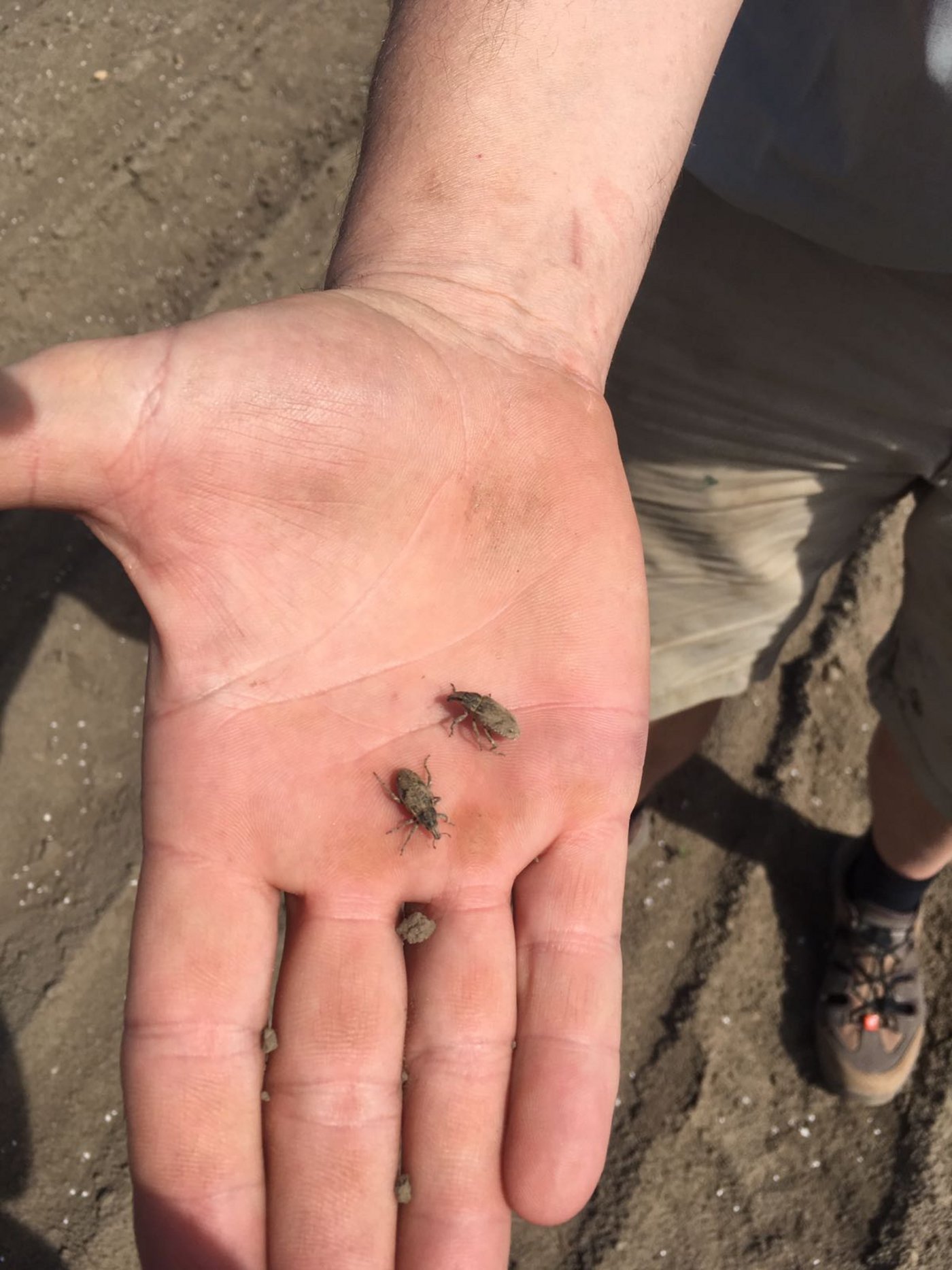 Rübenderbrüssler haben in Niederösterreich und im nördlichen Burgenland (Ö) rund 10 000 Hektaren Zuckerrüben abgefressen. (Quelle "Die Rübenbauern")