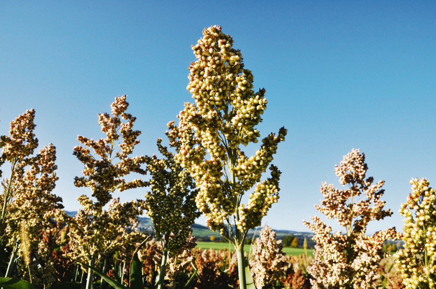 Sorghumkörner sind frei von Gluten.(Bild Fanny Stückelberger)