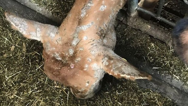 Flechten bei Kälbern Ein Kalb frisst am Futtergitter und hält den Kopf gesenkt. Das legt den Blick frei auf Kopf und Hals, wo überall kreisrunde Hautveränderungen zu sehen sind.