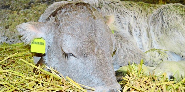 Der Anteil an persistent infizierten (PI) Tieren liegt in der Schweiz bei den neugeborenen Kälbern bei 0,02 Prozent.