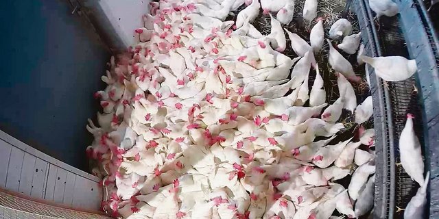 Bei weissen Hühnern dauern die Anhäufungen weniger lange, sind aber häufiger.(Bild Vetsiusse)