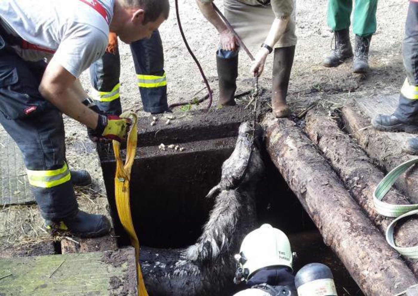 Pony Filou in Nöten: Mit vereinten Kräften wurde das Tier aus der Güllengrube gehievt. (Bild Berufsfeuerwehr Luzern)