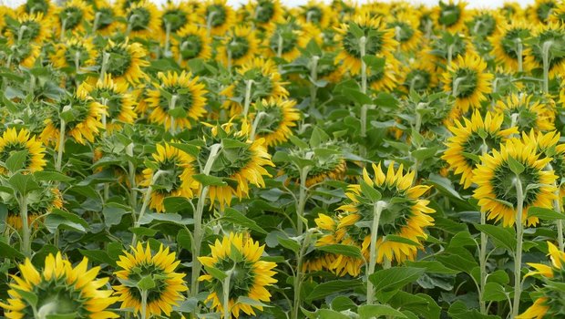 Dank dem Engagement von SwissOlio steigt die Nachfrage nach Schweizer Sonnenblumenöl, Raps ist aber deutlich gefragter. (Bild Pixabay)