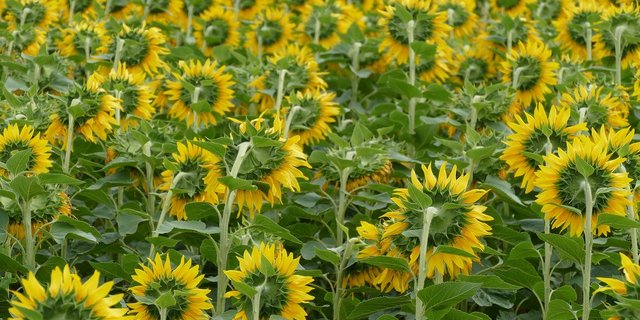 Dank dem Engagement von SwissOlio steigt die Nachfrage nach Schweizer Sonnenblumenöl, Raps ist aber deutlich gefragter. (Bild Pixabay)