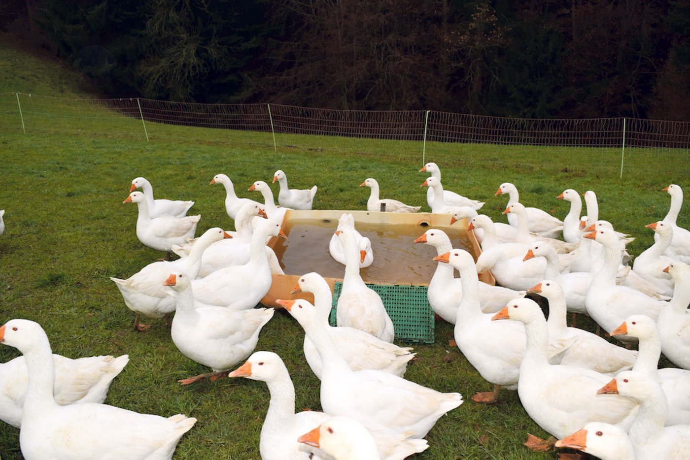Gänse sind Wasservögel: Soll dieses Bedürfnis gestillt werden, wird die Tierhaltung aufwendiger sowie teurer und gipfelt in der Frage, was eine glückliche Gans kosten darf.