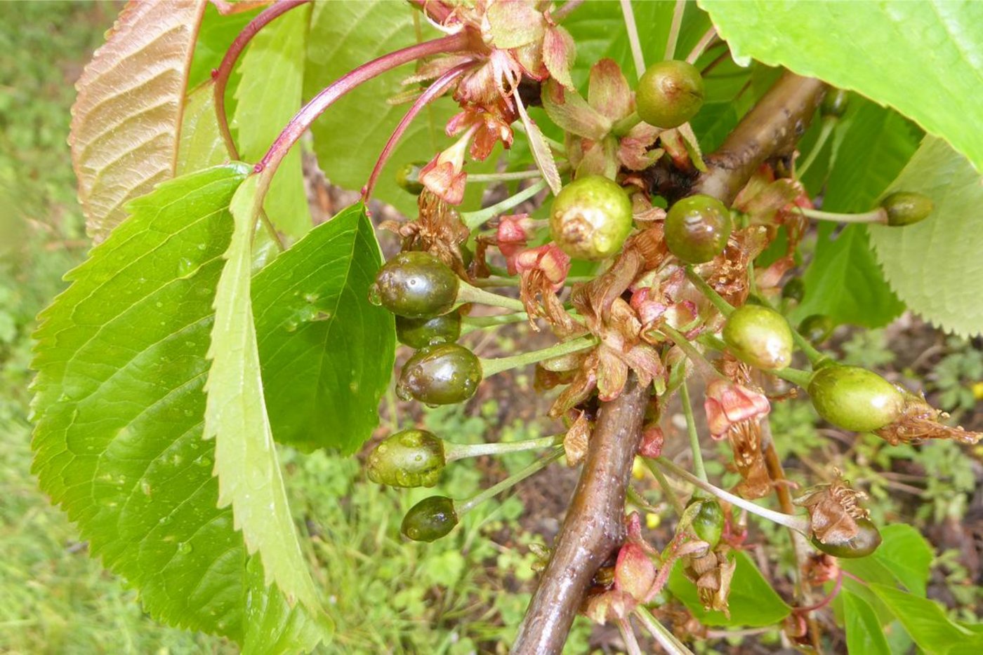 Der Frost hat die jungen Kirschen ruiniert. Zwar sind noch kleine grüne Früchte vorhanden. Diese haben sich jedoch dunkel verfärbt und werden bald abfallen. (Bild Andreas Walker)