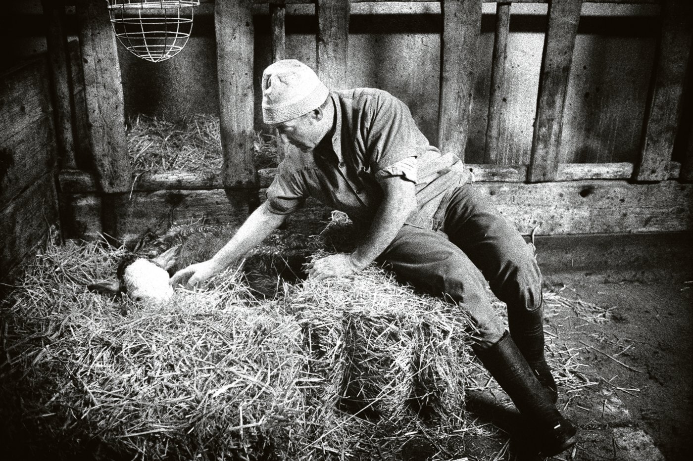 Eines der letzten Kälber auf dem Betrieb: Hans Wüthrich begrüsst «einen neuen Bürger im Stall», schreibt dazu sein Sohn. (Bilder Tomas Wüthrich)