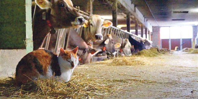  Was wäre ein Bauernhof ohne eine Katze? Sind es aber zu viele und diese auch noch nicht kastriert, können sie sich unkontrollliert vermehren und zu einem Problem werden. (Bild zVg) 