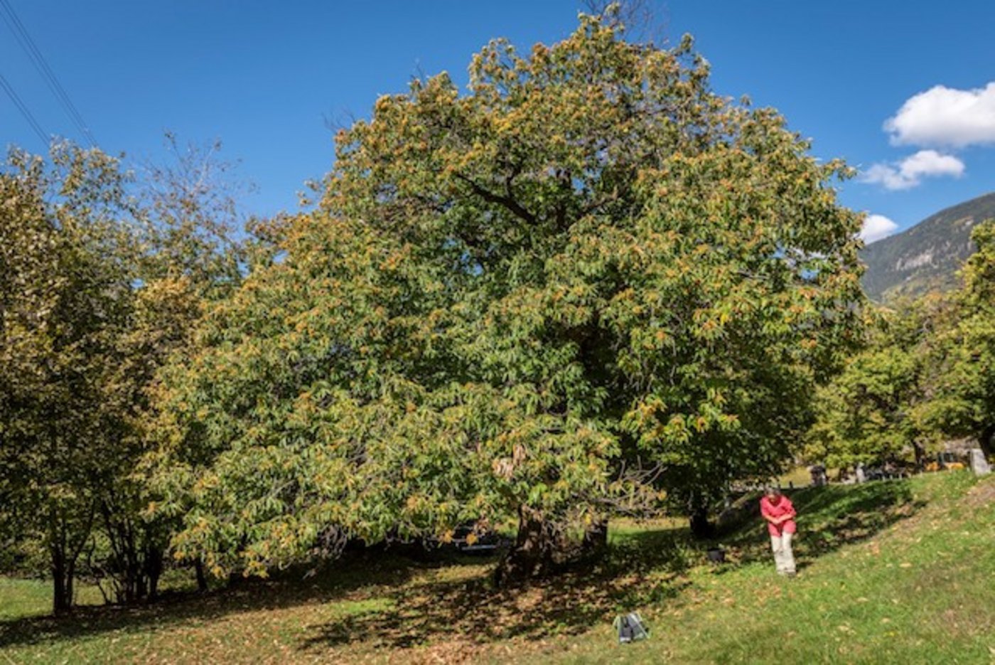 Im Alter zeigt sich die typische Baumform der Lüina mit ihrer ausladenden, jedoch nicht sehr hohen Baumkrone.