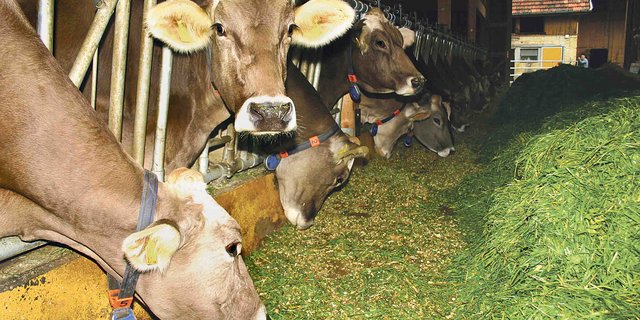 Die Futterration muss für das GMF-Programm im Talgebiet zu mindestens 75% und im Berggebiet zu mindestens 85% aus Wiesen- und Weidefutter bestehen. (Bild BauZ)