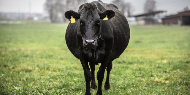 Die vierjährige Kuh Bijou ist eine typische Kiwi-Cross. Bild: Pia Neuenschwander