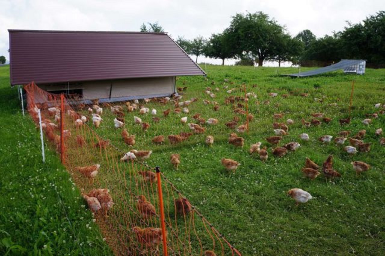 450 Hühner sind für einen Ausmaststall zugelassen.