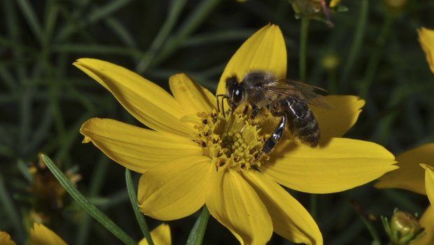 Die Kombination von Insektengift und Milben schwächt Honigbienen. (Bild lid)