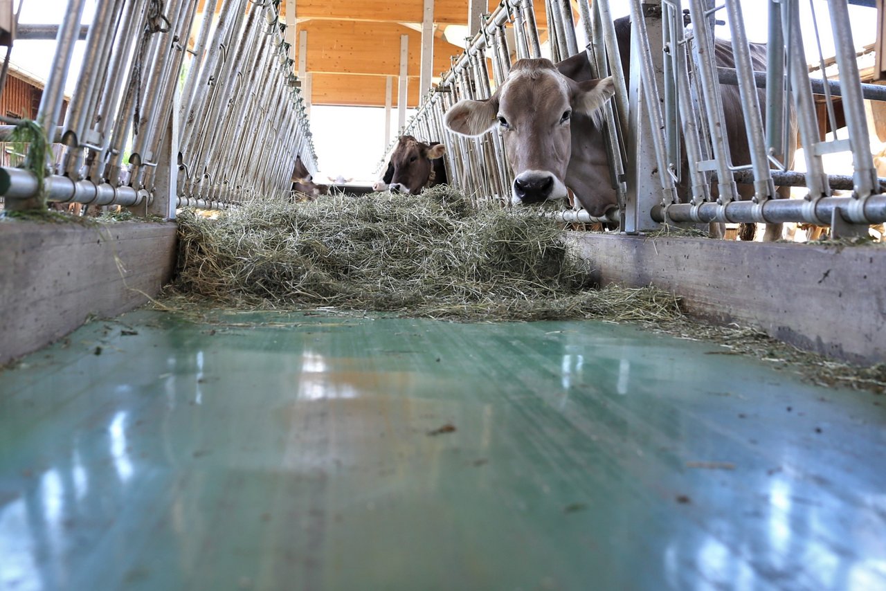 Am nur eineinhalb Meter breiten Futtertisch mit Futterband entfällt das Futtervorschieben. Das machen die Kühe selber. 