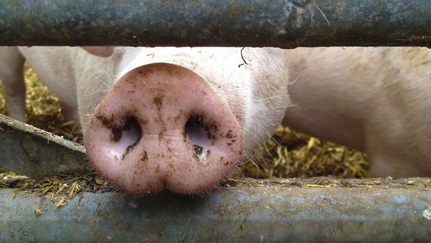 P-Suisse-Schweinemäster und Züchter erhalten nach langer Durststrecke wieder höhere Zuschläge. (Bild ©WOD - stock.adobe.com) 