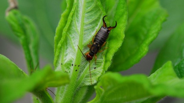 Der Gemeine Ohrwurm ist einer der identifizierten Fressfeinde. (Agroscope)