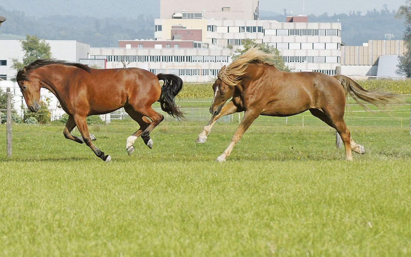 Ein Galopp gibt warm: Pferdefell ist ein hocheffizienter Thermoregulator. Ob eine Schur Sinn macht, hängt von der Nutzung und anderen Faktoren ab.