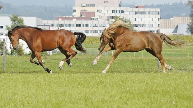 Ein Galopp gibt warm Ein Galopp gibt warm: Pferdefell ist ein hocheffizienter Thermoregulator. Ob eine Schur Sinn macht, hängt von der Nutzung und anderen Faktoren ab.