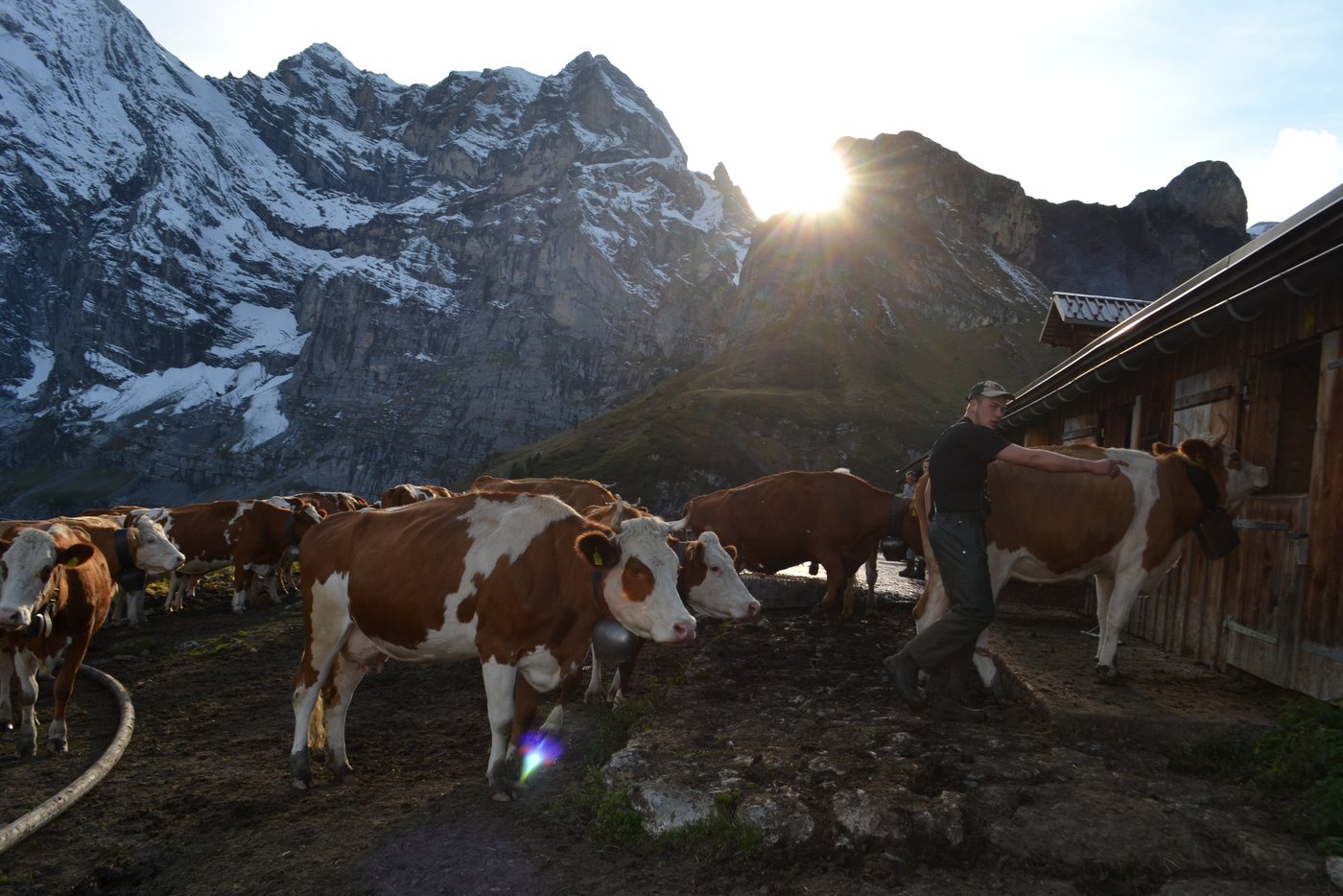 Die Kühe werden noch einmal gemolken. Sie warten in der Abenddämmerung vor dem Stall.