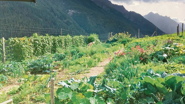 So präsentiert sich Cilgias Garten im Unterengadin auf einer Höhe von 1200 Metern. Eine Überraschungskiste ist stets mit saisonalem Gemüse, Blumen und Früchten gefüllt.(Bild zVg)